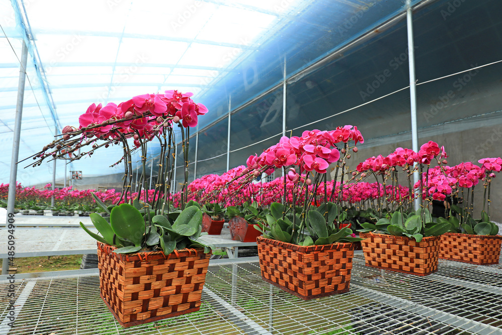 Blooming Phalaenopsis is in the plantation, North China