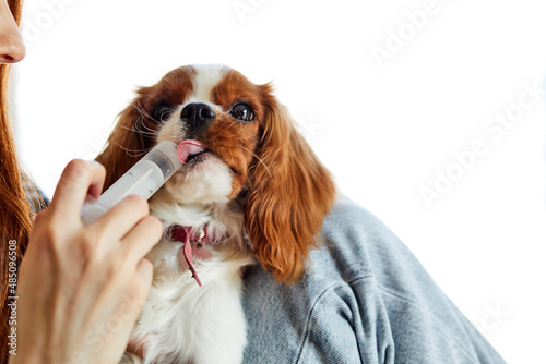 redhead european owner woman feeding, giving medicine with syringe to cute little spaniel dog puppy at home.domestic animal dog is very sick. indoors in cozy living room. close-up
