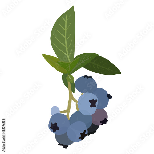 Blueberries gouache flat illustrations. Green leaves and berries isolated on white background for wrapping paper, wallpaper