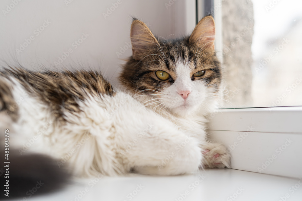 A large cute fluffy tricolor cat lies relaxed on the windowsill and a light window, falls asleep