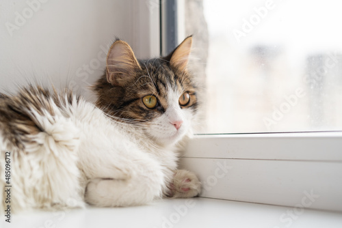 Big cute fluffy tricolor cat lies relaxed on the windowsill and light window © Анастасия Каргаполов