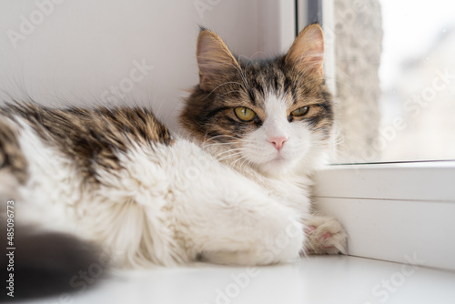 A large cute fluffy tricolor cat lies relaxed on the windowsill and a light window, falls asleep © Анастасия Каргаполов