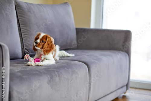 Cavalier King Charles Spaniel puppy on sofa at home in living room looking at side, want to play, toy is next to pet, purebreed animal dog with white and orange fur alone, beautiful and adorable