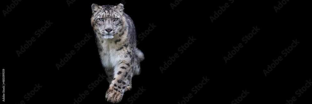 Snow leopard with a black background