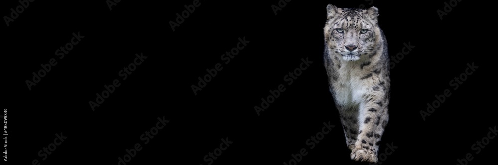 Snow leopard with a black background