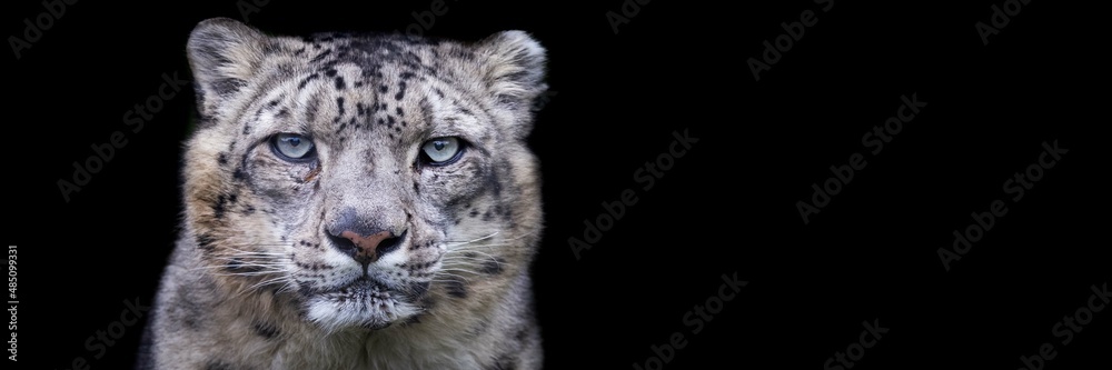 Snow leopard with a black background