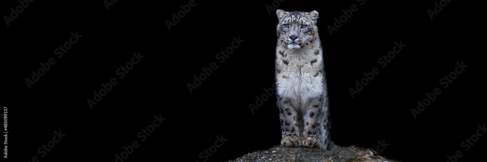 Snow leopard with a black background Snow leopard with a black background