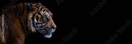 Obraz na płótnie Tiger with a black background w salonie