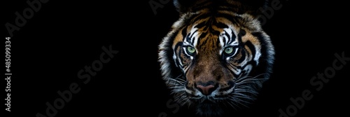 Obraz na płótnie Tiger with a black background w salonie