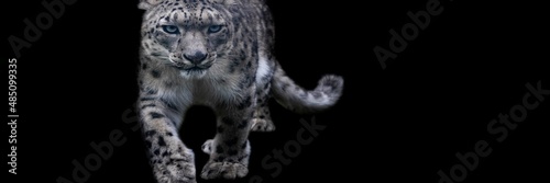 Obraz na płótnie Snow leopard with a black background w salonie