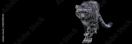 Obraz na płótnie Snow leopard with a black background w salonie