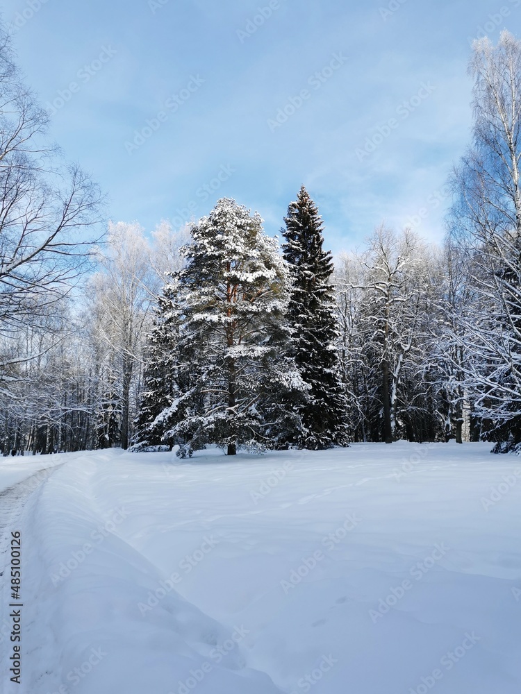 Winter in Pavlovsky Park white snow and cold trees