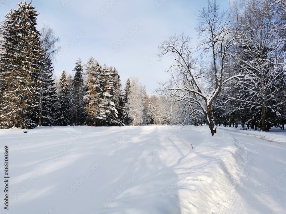 Winter in Pavlovsky Park white snow and cold trees Winter in Pavlovsky Park white snow and cold trees