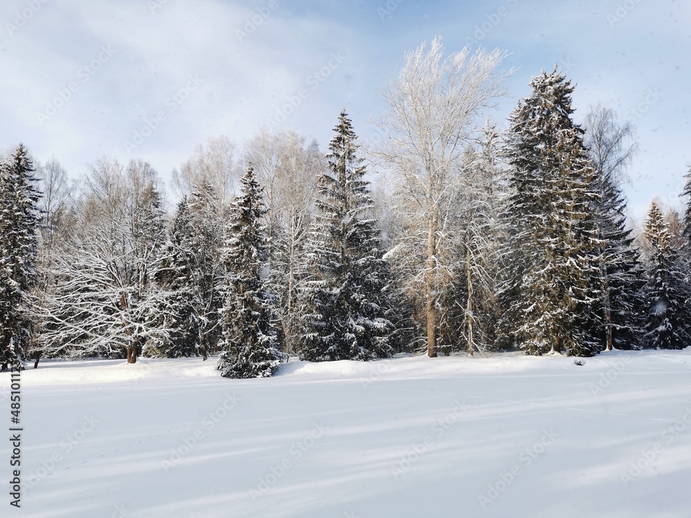 Winter in Pavlovsky Park white snow and cold trees