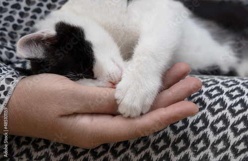 Affectionate kitten on a woman's hand. Black and white cat with a female palm.