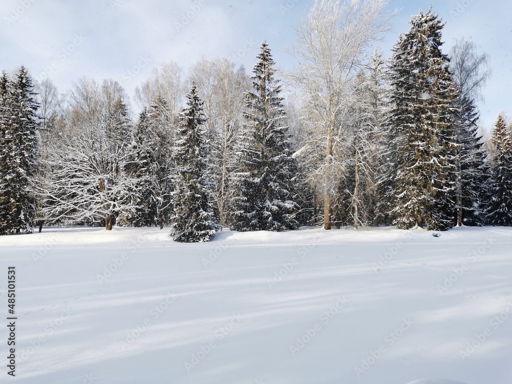 Fototapeta premium Winter in Pavlovsky Park white snow and cold trees