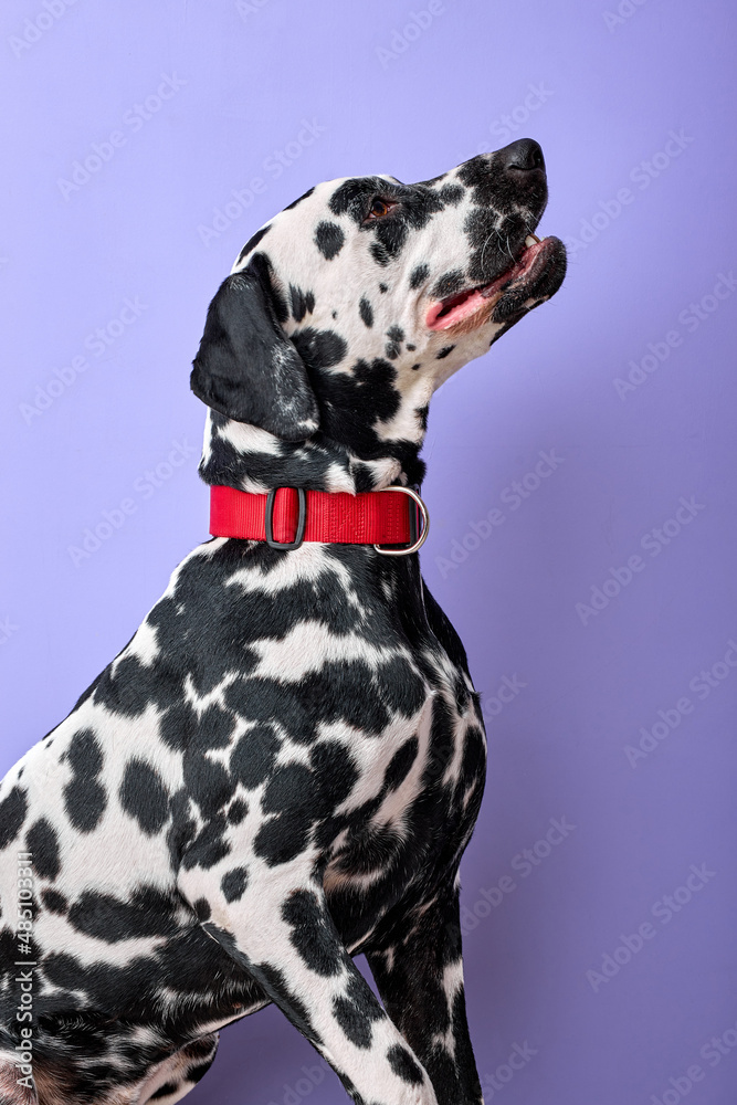 Portrait of beautiful dalmatian dog looking up sitting on purple studio background. Portrait of purebred cute pet posing, want to play. Copy space