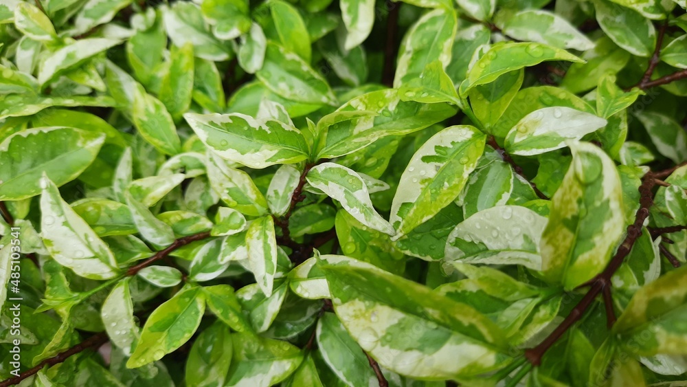 stunning fresh leaf after rain in the garden