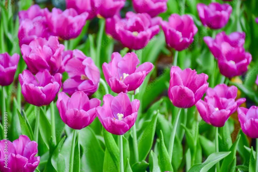 Tulip flowers for decoration, beauty, postcard and agricultural concept design. Tulip flowers for decoration, beauty, postcard and agricultural concept design.