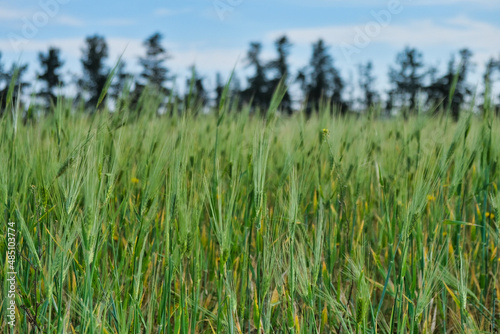 Green wheat field with tree background and cloudy sky