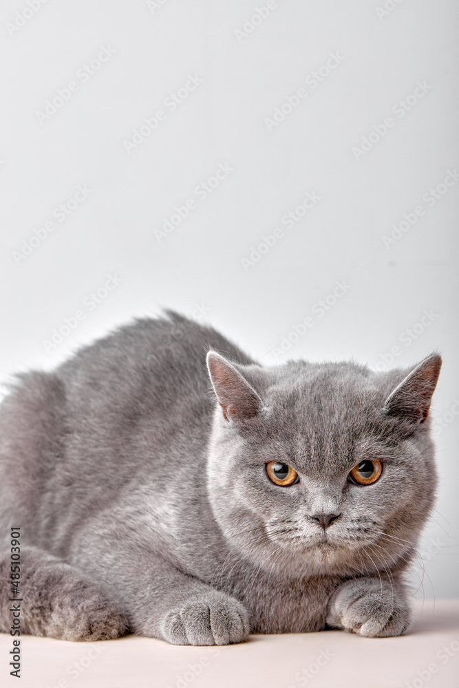 serious british cat sit isolated on White studio background, beautiful gray wool. purebred cat looking at camera seriously confidently. portrait copy space for advertisement