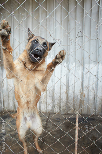 Angry belgian shepherd locked behind mesh. Big dog.