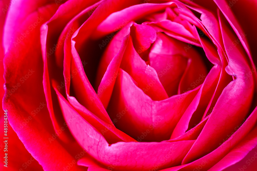 Red rose showing fine texture
