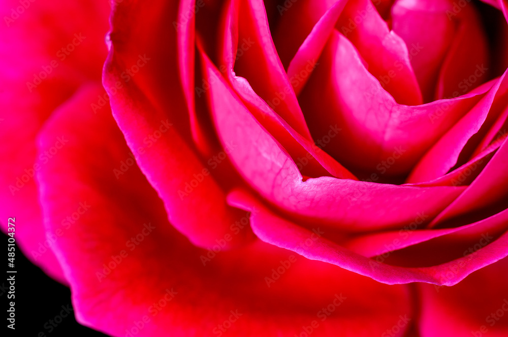 Red rose showing fine texture Red rose showing fine texture