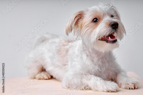 Cute 2 yeard old maltipu puppy with white fur wool. Small adorable doggy looking at side. Close up, copy space, isolated white studio background.