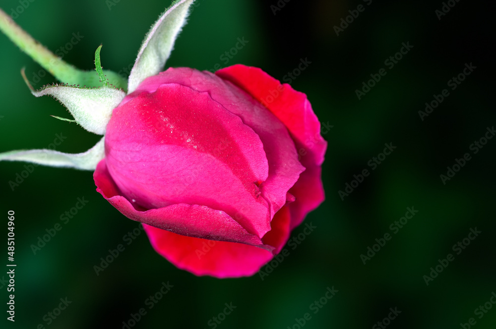 Fototapeta premium Red rose bud in green