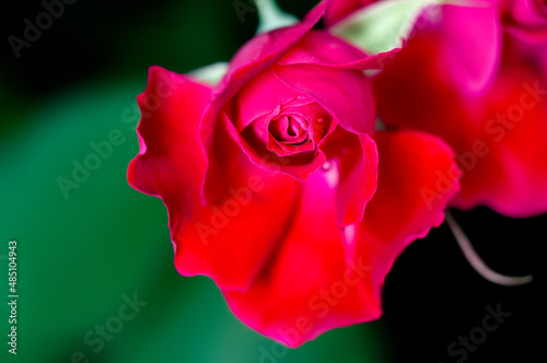 Red rose bud in green