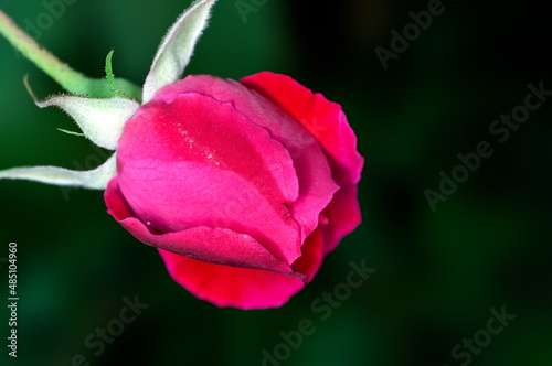 Red rose bud in green
