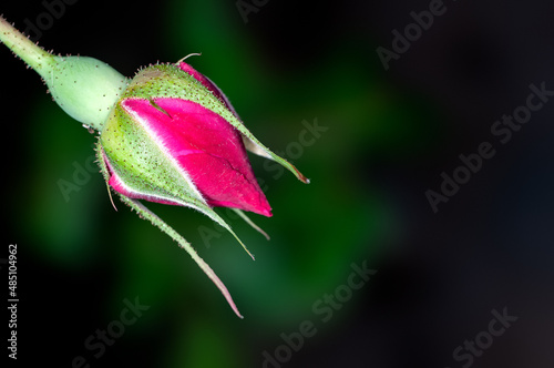 Red rose bud in green
