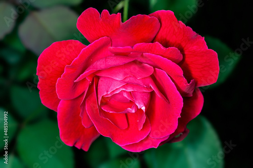 Red rose in winter season