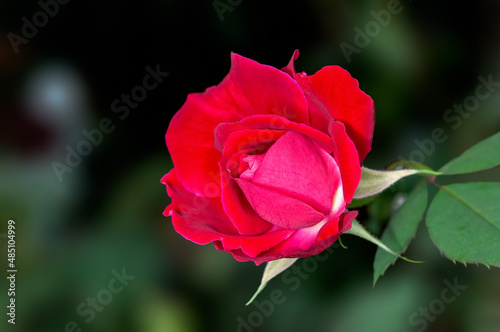 Red rose bud in green
