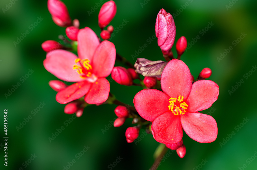 Obraz premium Beautiful pink flowers and buds on a plant