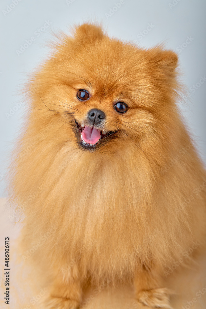 close-up beautiful fluffy dog pomeranian spitz on white isolated background. Friend of human. Advertising for animals. pets, animals concept. copy space close-up beautiful fluffy dog pomeranian spitz on white isolated background. Friend of human. Advertising for animals. pets, animals concept. copy space