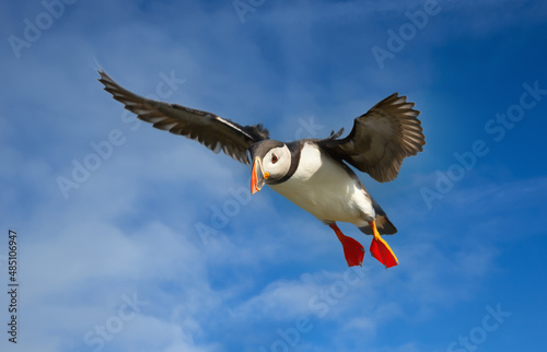 Close up of an Atlantic puffin in flight