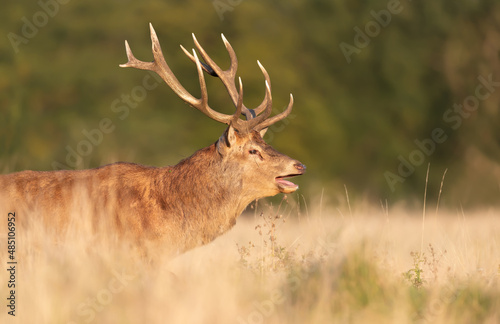 Close up of a red deer stag calling during rutting season in autumn
