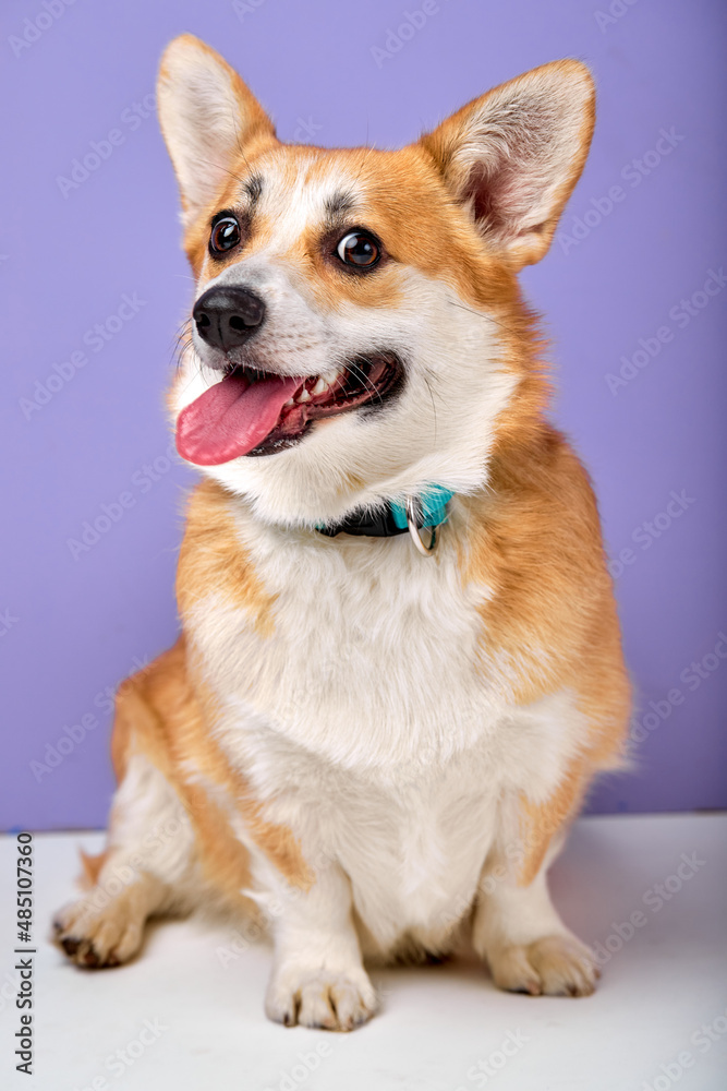 Portrait of beautiful cute corgi dog, funny happy puppy looking at side, with opened mouth showing tongue. copy space and place for text on purple studio background. Lovely pet, small doggy.