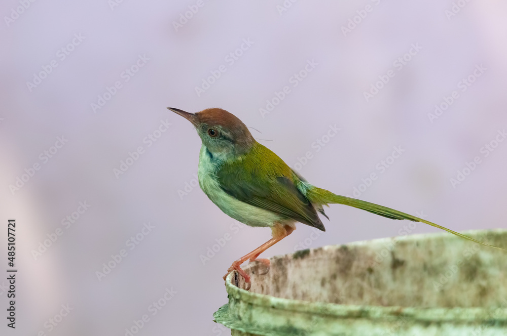 Common tailorbird is sitting on a bucket Common tailorbird is sitting on a bucket