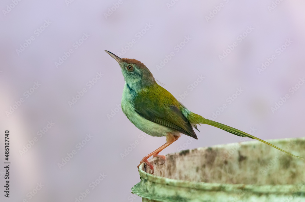 Fototapeta premium Common tailorbird is sitting on a bucket