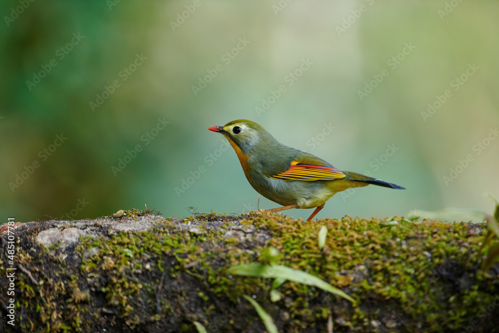 Red billed leiothrix, Leiothrix lutea, Sattal, Nainital, Uttarakhand, India Red billed leiothrix, Leiothrix lutea, Sattal, Nainital, Uttarakhand, India