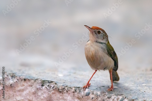 Common tailorbird is sitting on wall