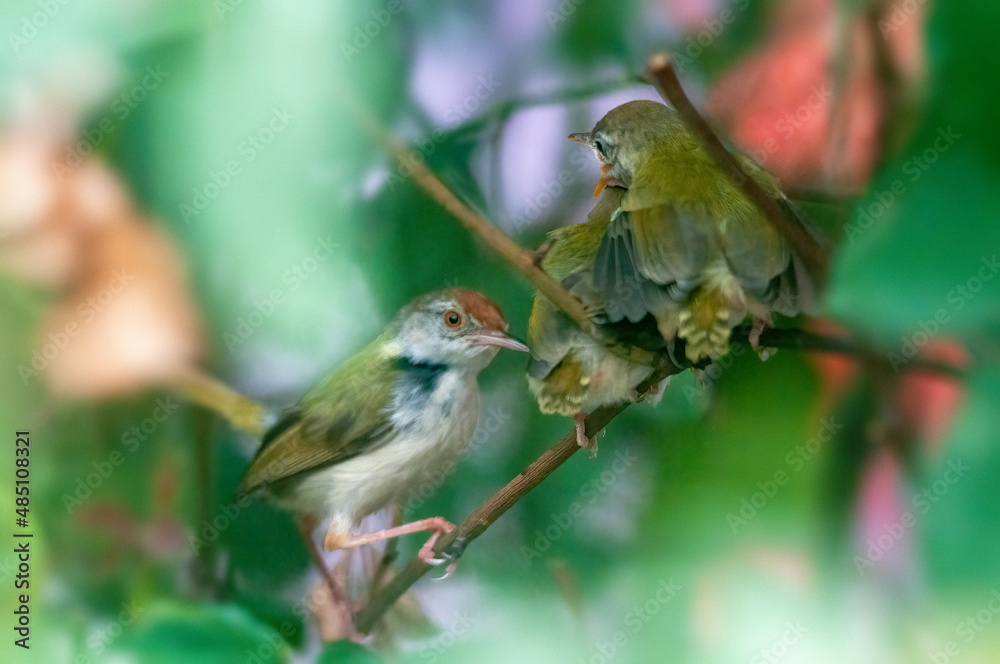 Common tailorbird's chick is calling for food Common tailorbird's chick is calling for food