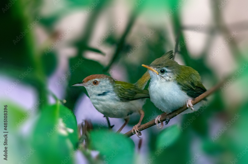 Common tailorbird with chick is sitting on a tree Common tailorbird with chick is sitting on a tree