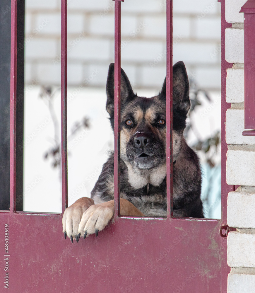 Dog Behind A Metal Fence Stock Photo Adobe Stock