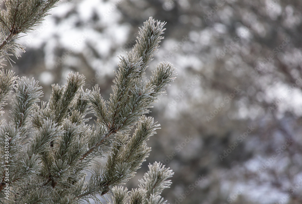 Pine branches in the snow in winter.