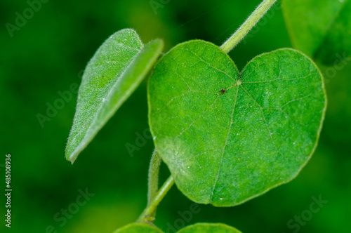 Green leaves on a plant photo