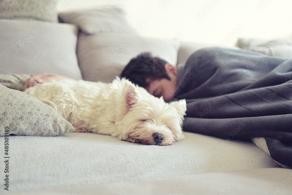 Home comfort. Man sleeping with white dogs in living room on sofa Home comfort. Man sleeping with white dogs in living room on sofa